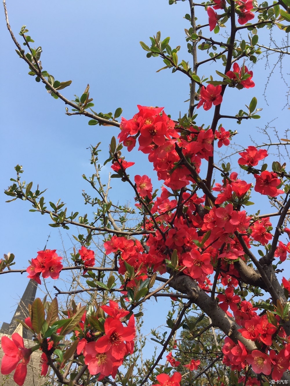 南湖公園迎春花競相開放