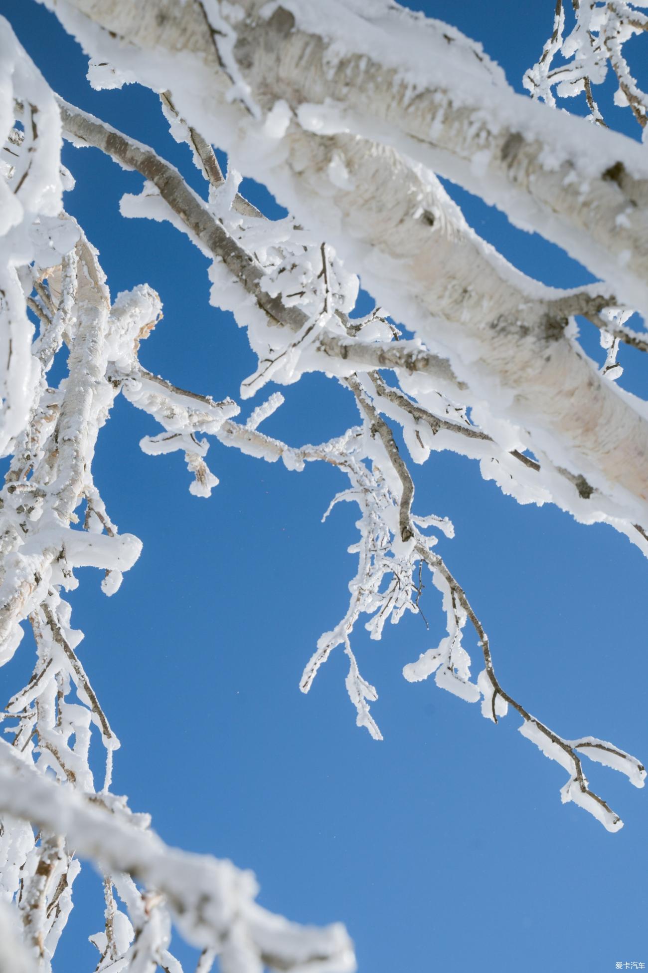 在寂静雪原遇见雪花真实的形状