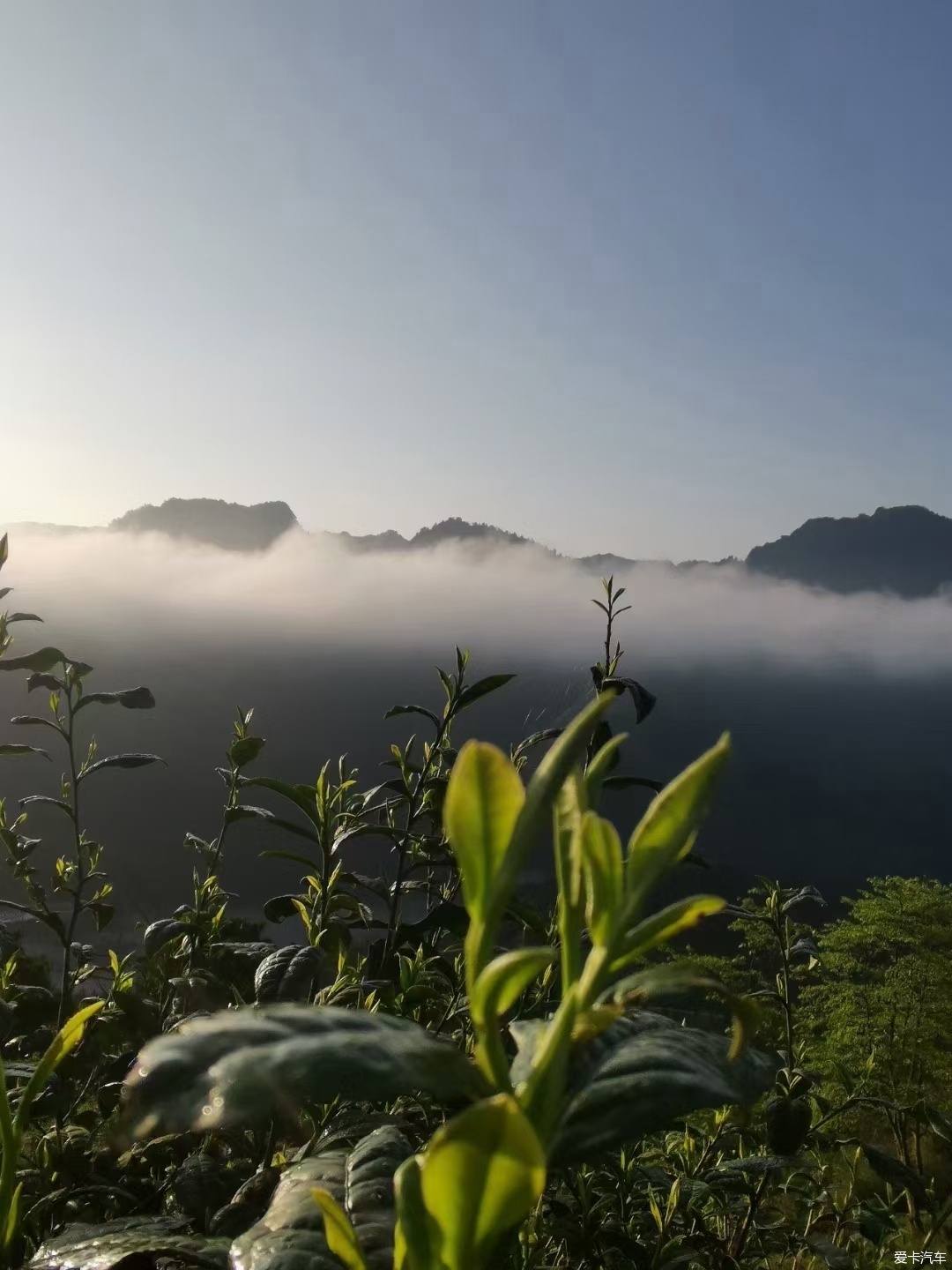 信阳云雾山茶场图片