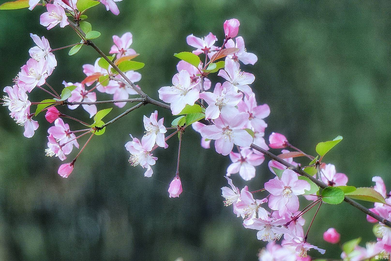 春天 真实花开图片