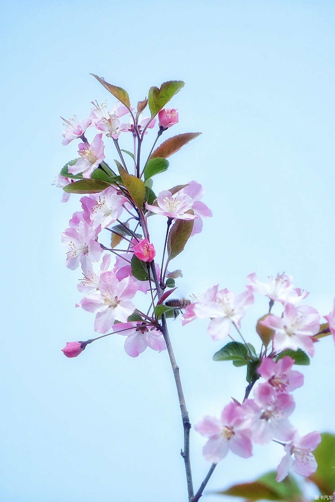 真实的花朵 清晰图片