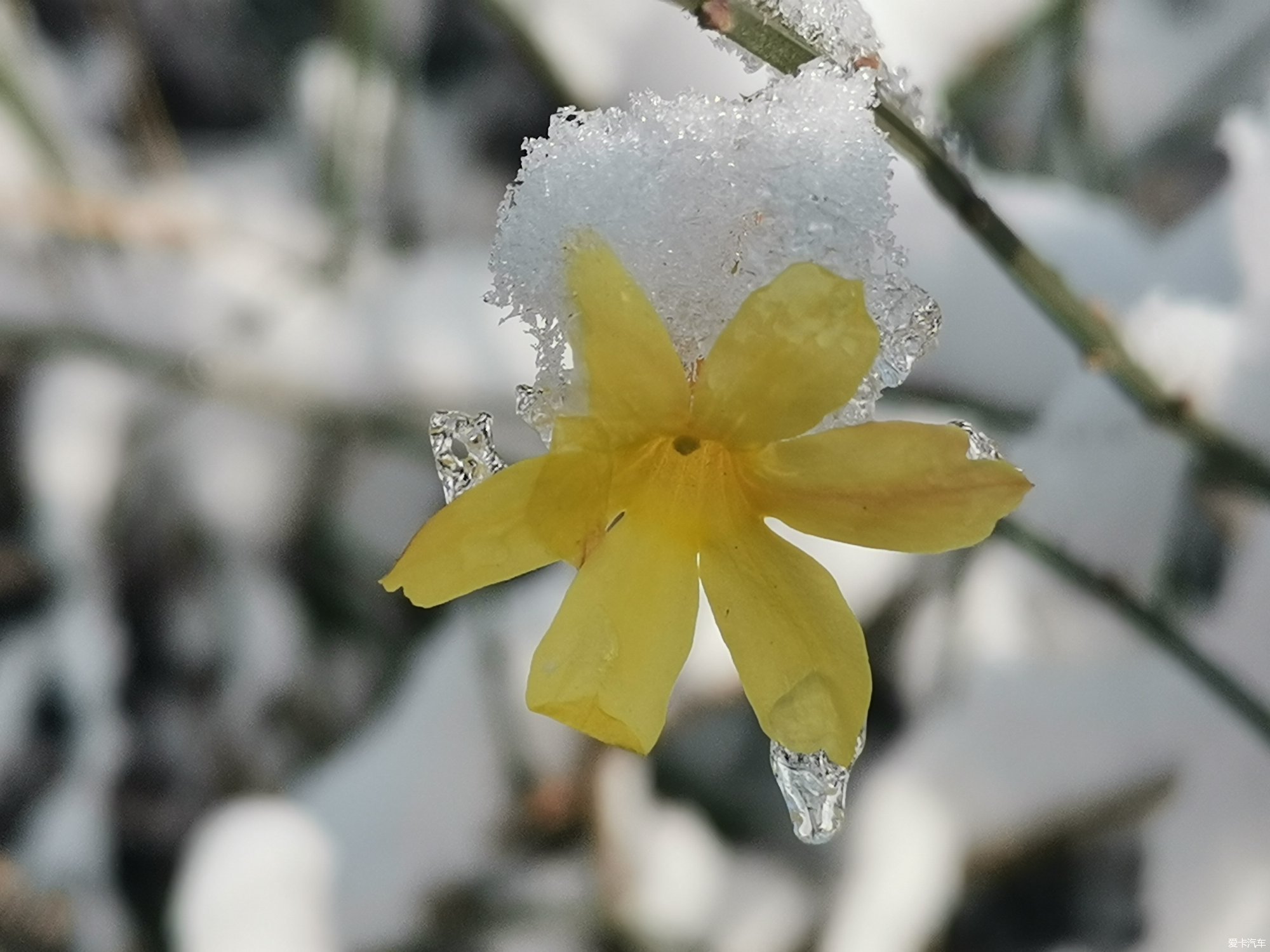 雪中花图片唯美图片