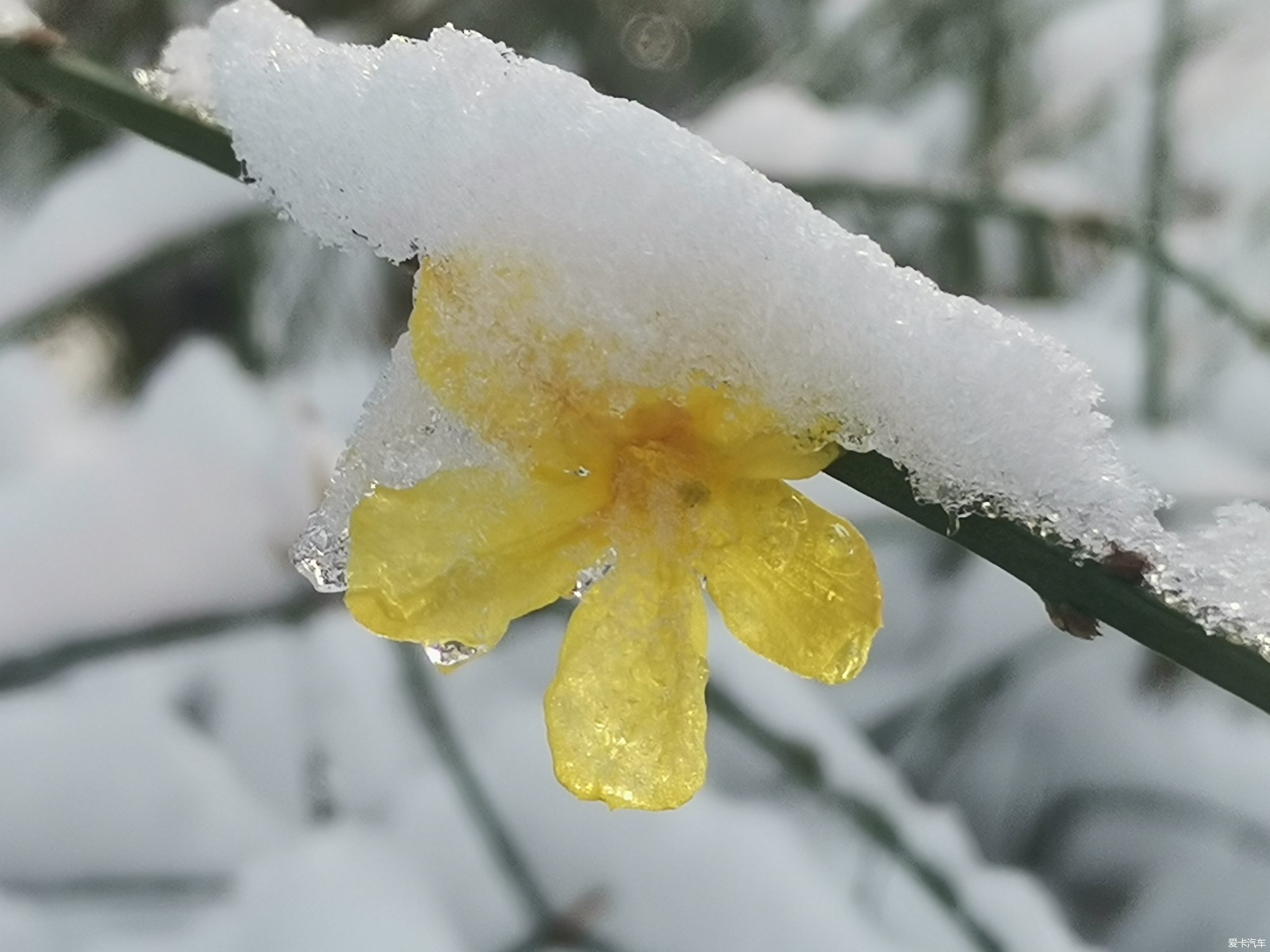 最漂亮的雪中花图片图片