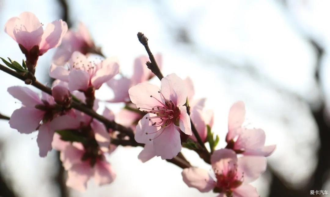 春風十里桃花灼灼