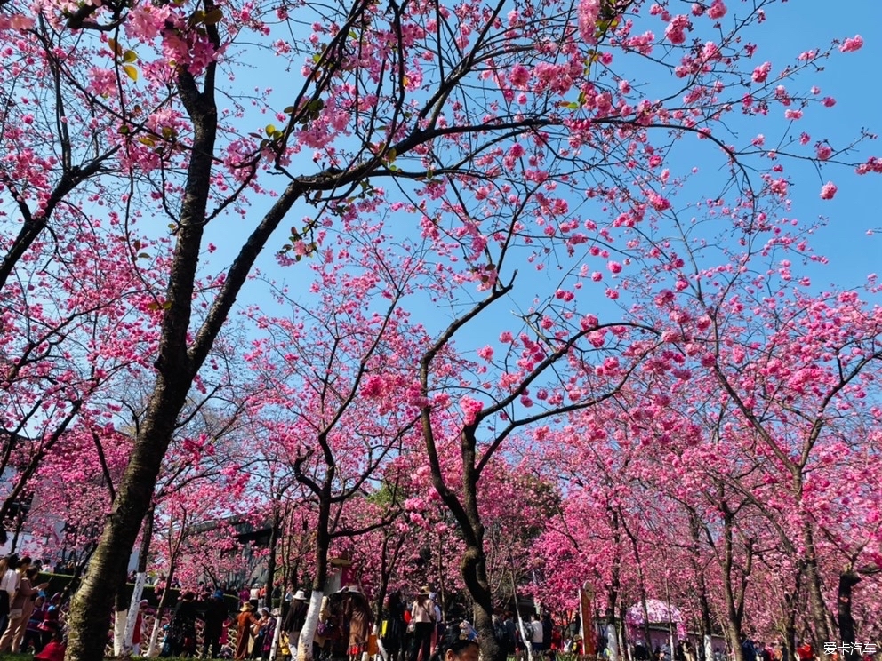 嗨傑哥昆明動物園圓通山賞花櫻花海棠花