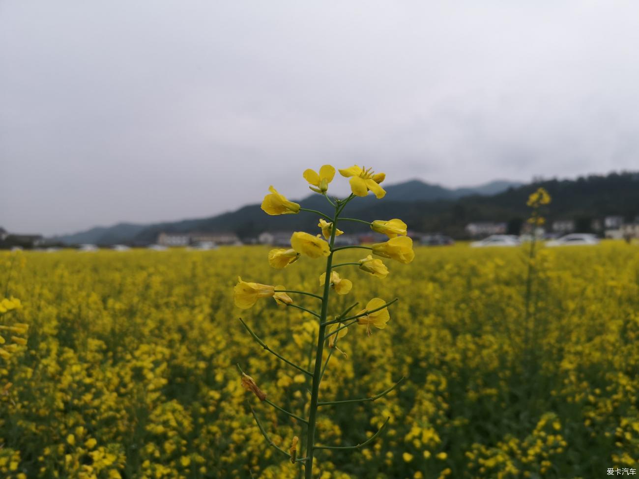 【愛卡踏青季】煙明花似繡, 且醉旗亭酒!尋找瀏陽春天氣息!