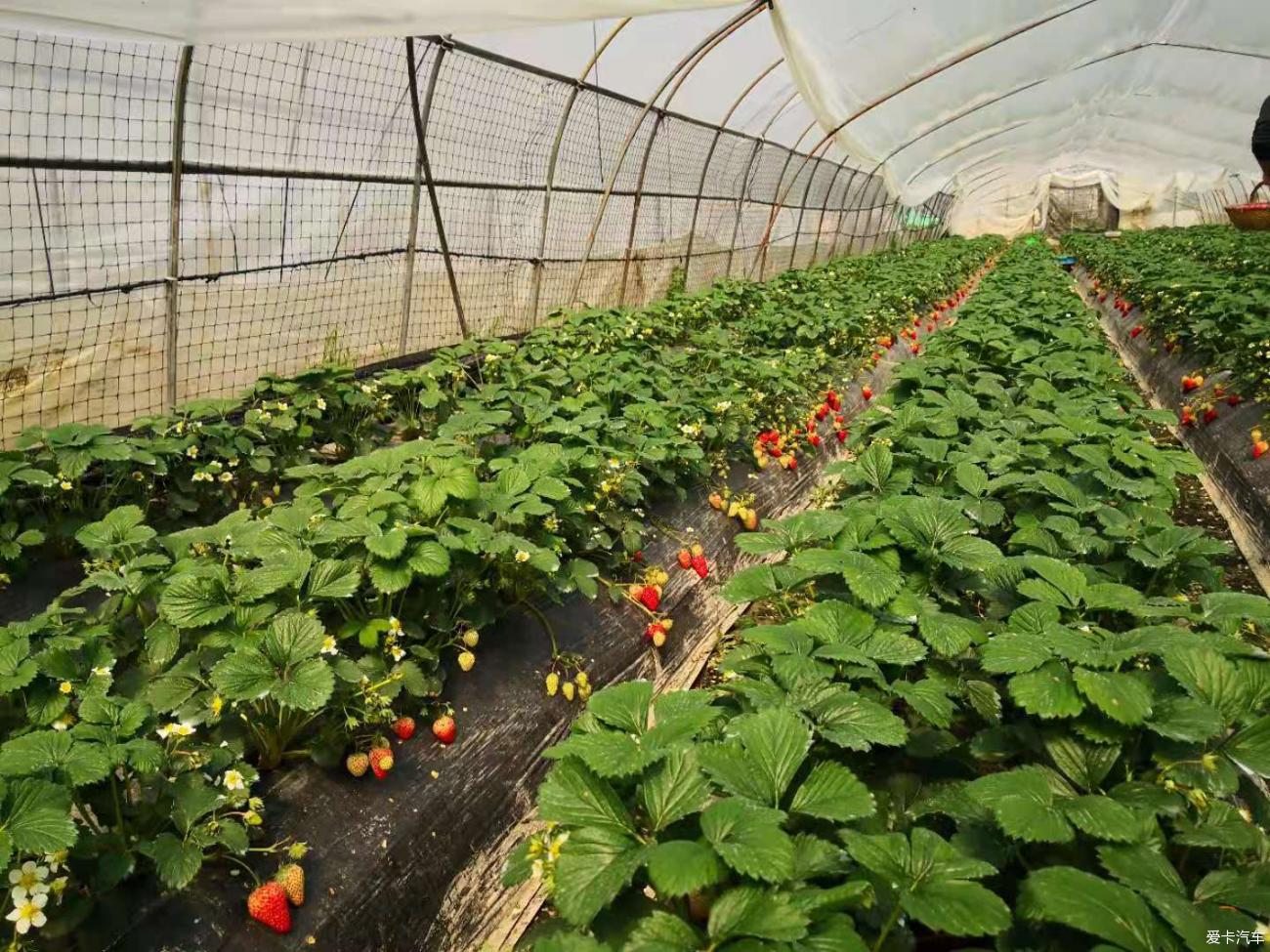 白鹤草莓产业园图片