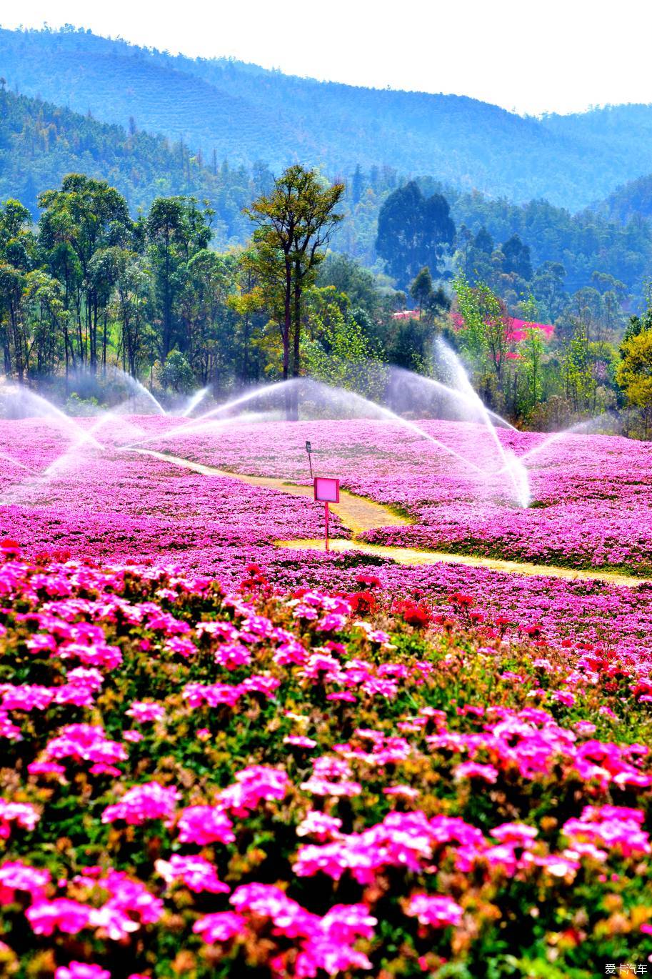 玉溪滇中植物园花海图片