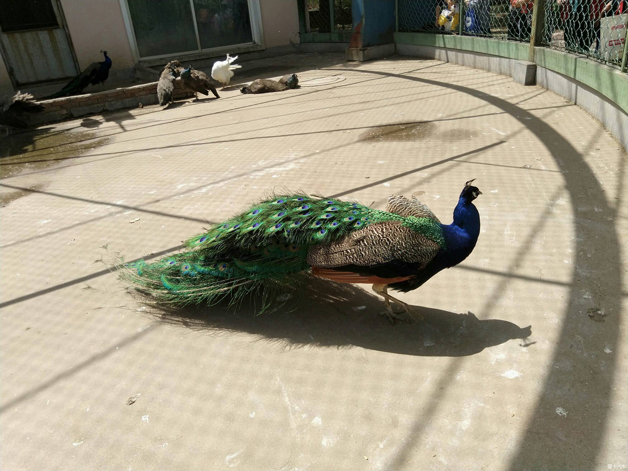 去本溪市動植物園不看動物看牡丹