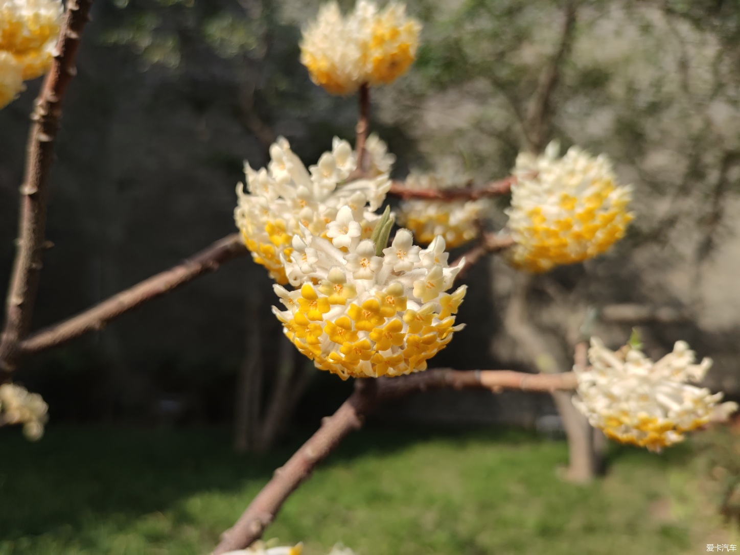 > 【陝西是我家】結香花