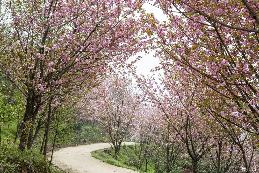 崇州樱花公园图片