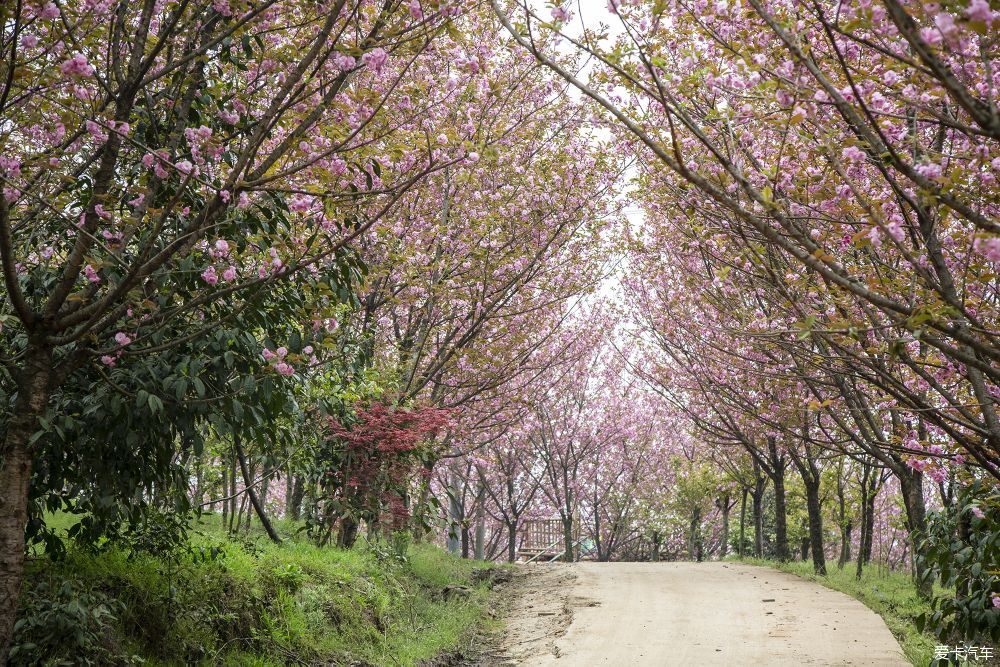 崇州樱花公园图片