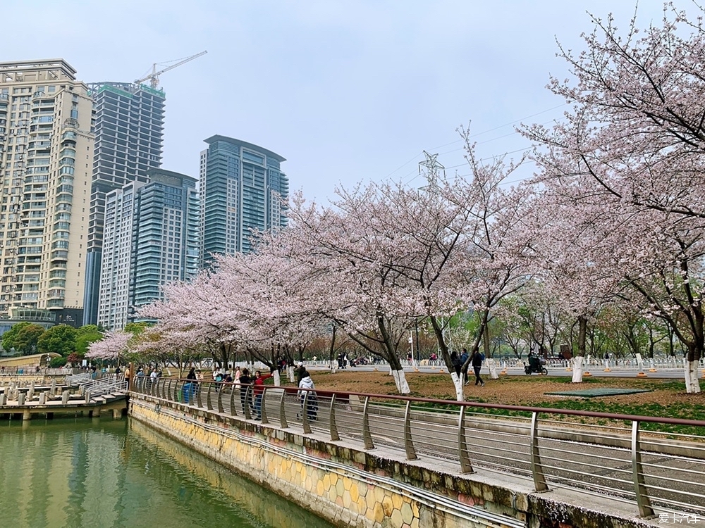 樱花烂漫西北湖