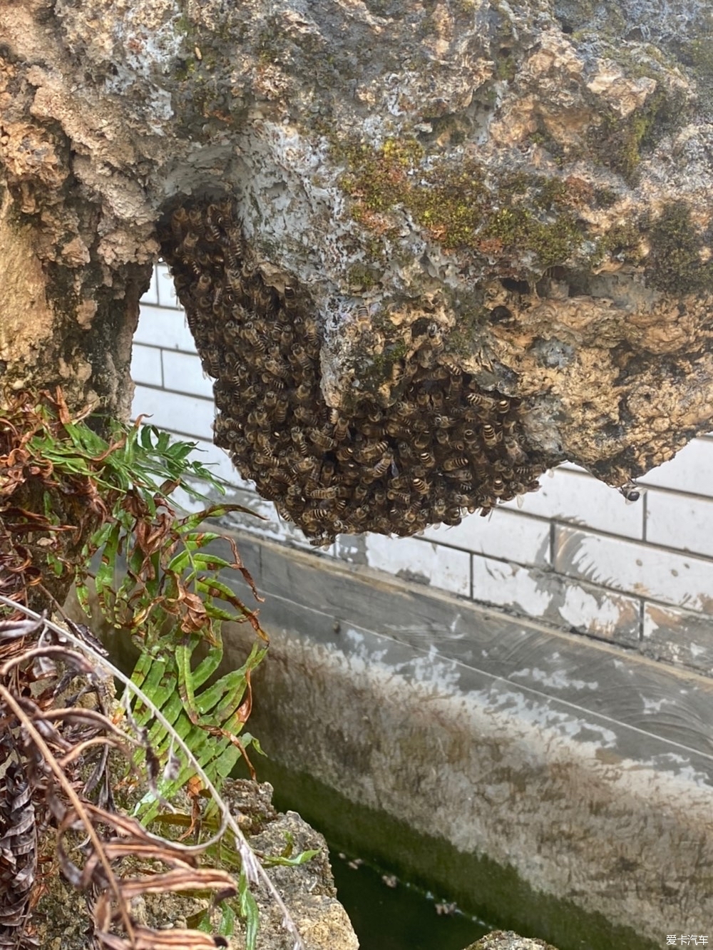 蜜蜂在家筑巢是什么寓意