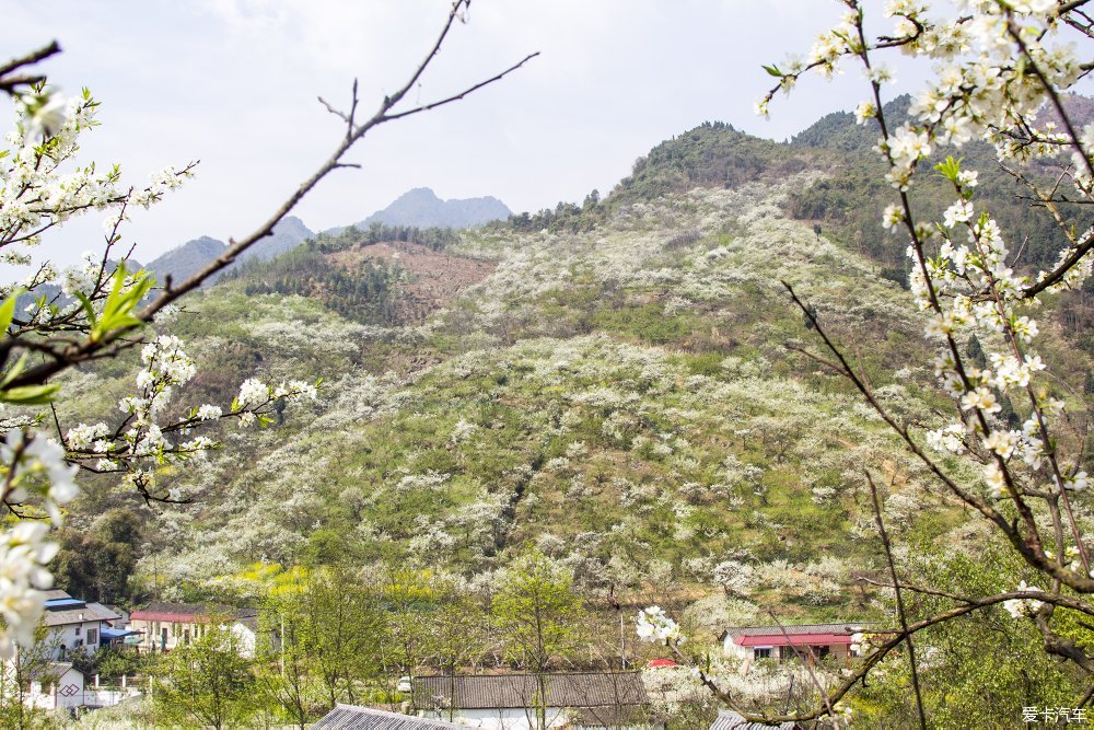 我和春天有個約會17彭州葛仙山花園村李子花