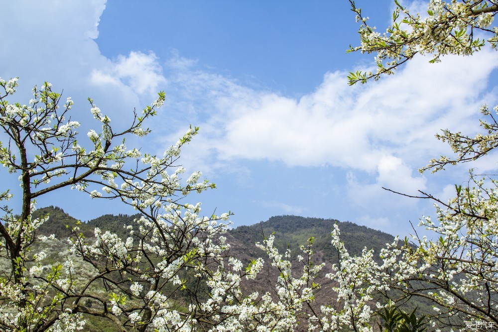 我和春天有個約會17彭州葛仙山花園村李子花