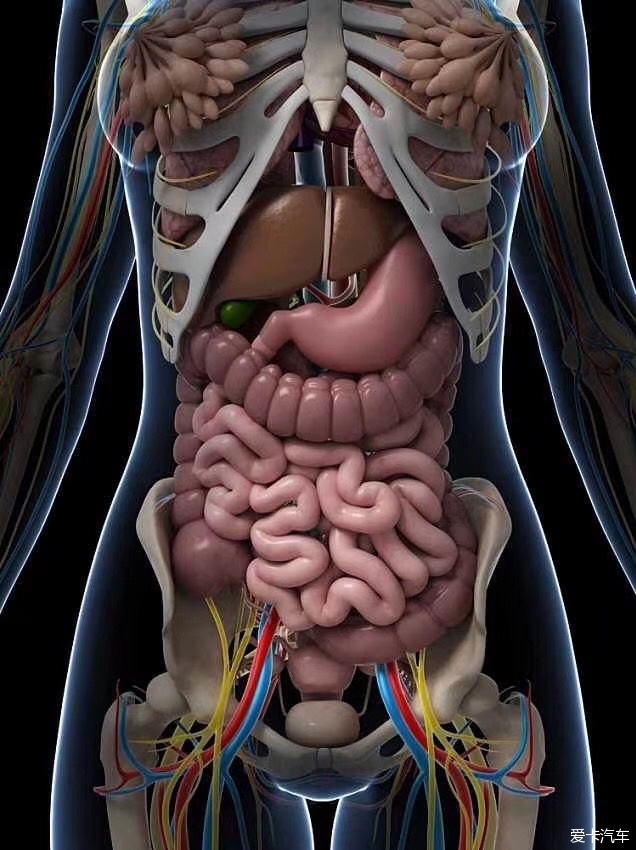 肝胆脾胃肾位置示意图图片