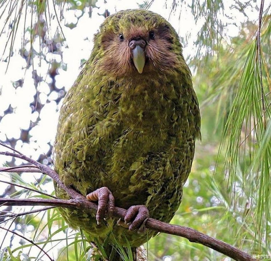 【图】鸮鹦鹉(kakapo)是目前仅存的不会飞的鹦鹉