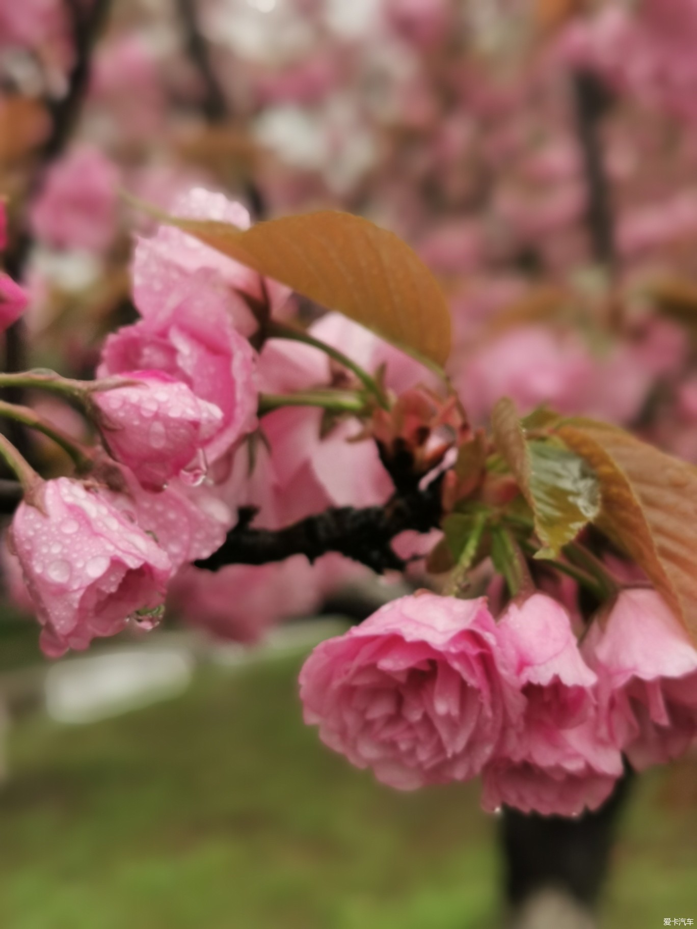 雨后樱花精美图片图片