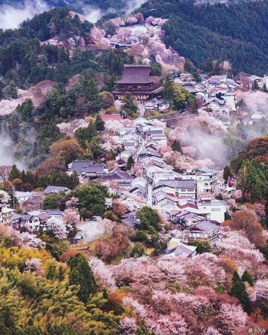奈良县吉野山,有30000多棵樱花树,200多种品种,创造了一种不同于日本