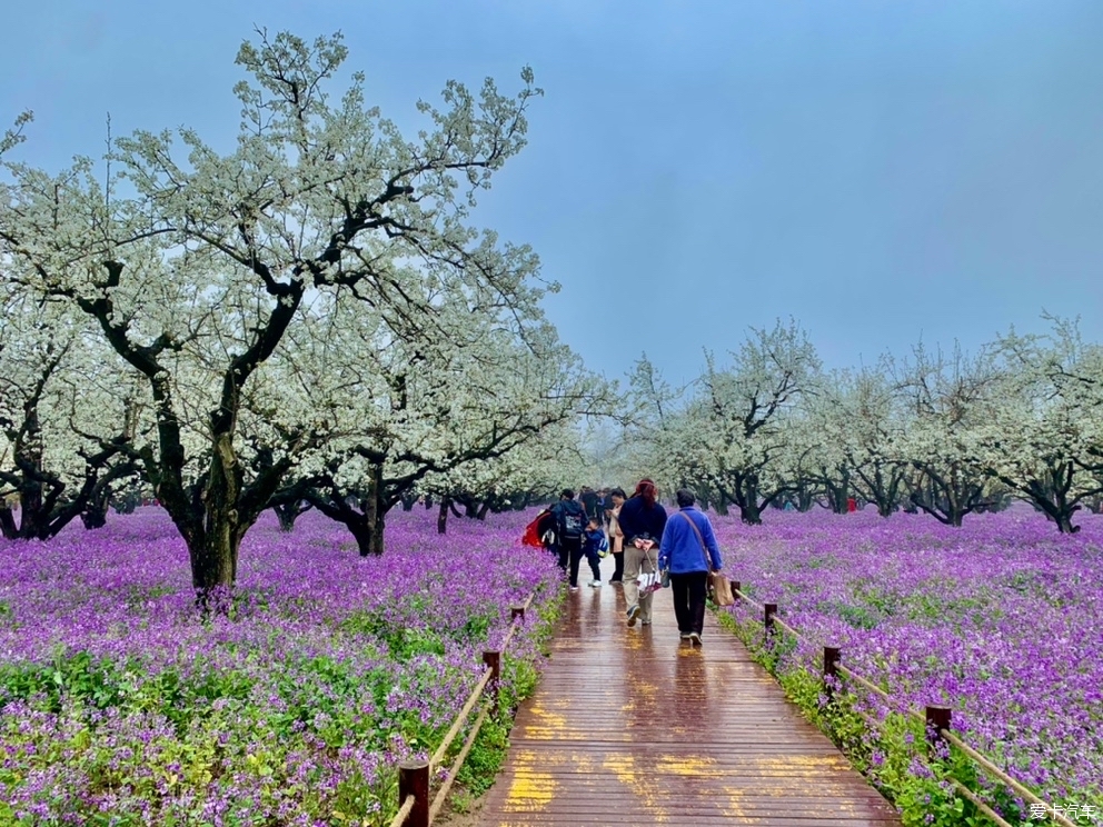 蘇北二日宿遷梨蘭會高郵湖上花海