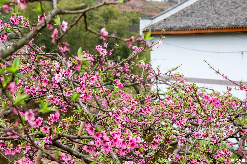 我和春天有個約會23龍泉驛桃花故里景區再遊