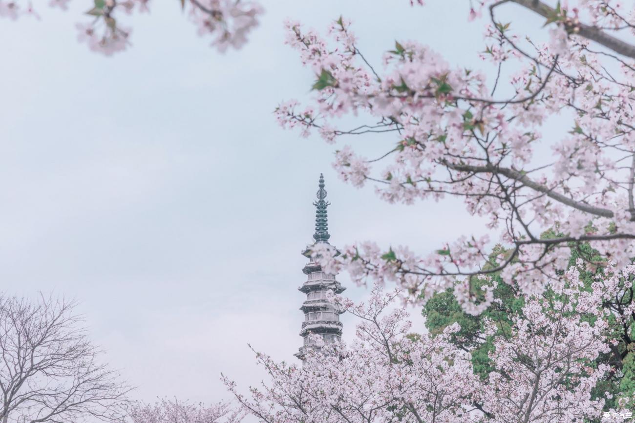 樱花公园杭州图片