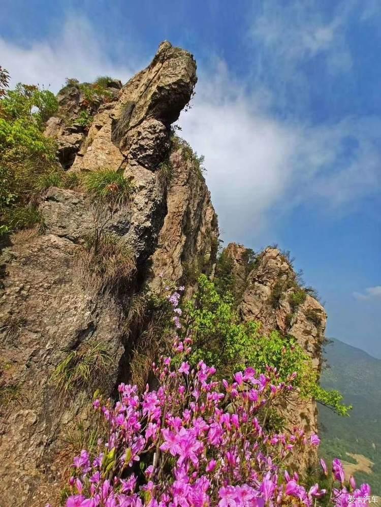 仙华山植物图片