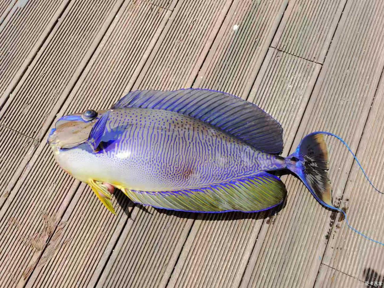 西沙群岛鱼的种类图片