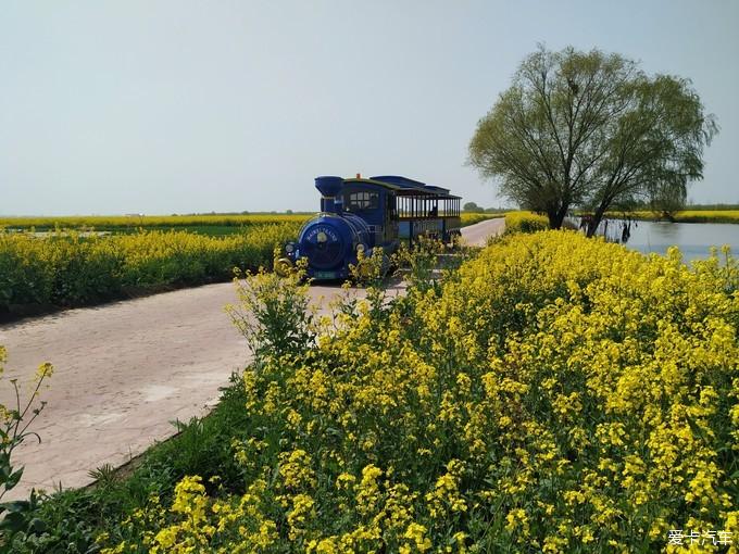 遊高郵湖油菜花海