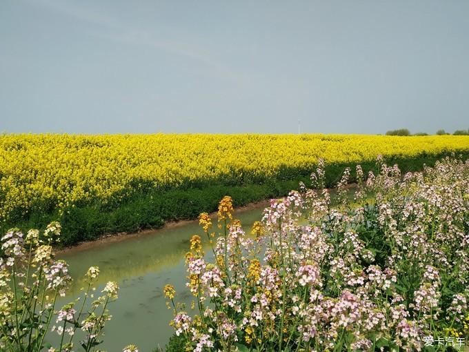 扬州高邮油菜花图片