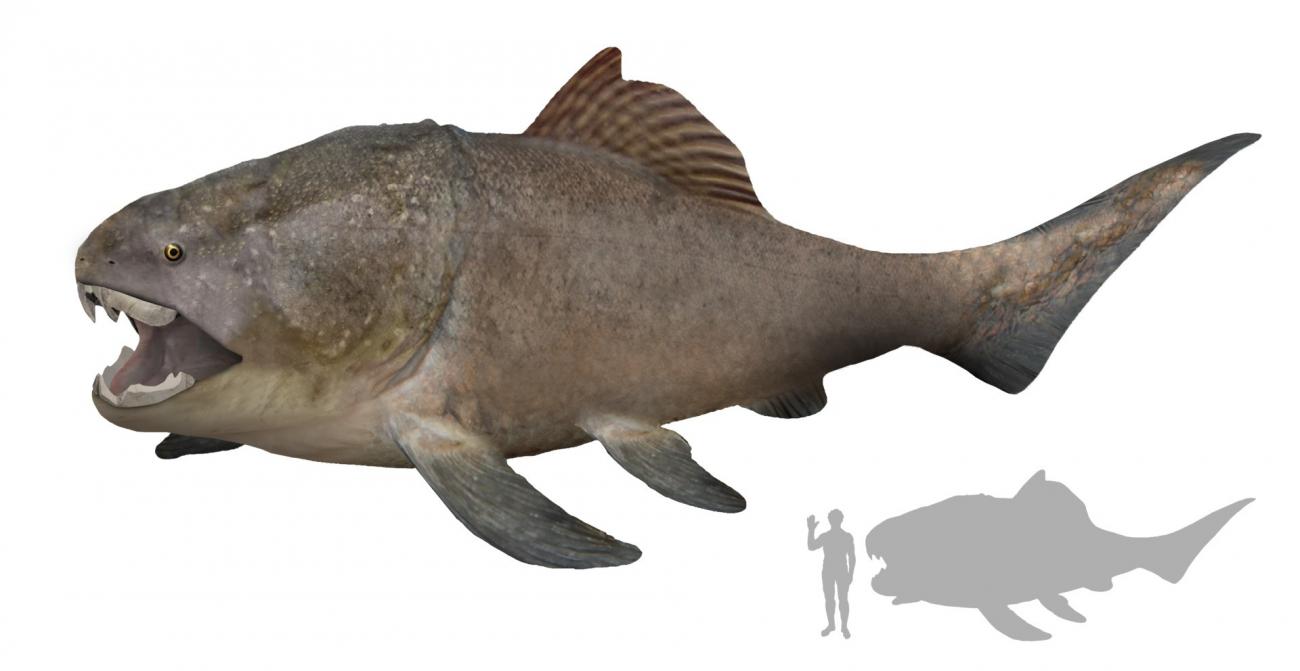 这是dunkleosteus的头骨一种巨大的史前鱼类