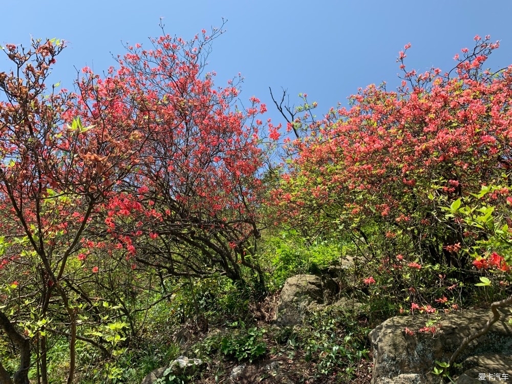 通山大幕山杜鹃花地址图片