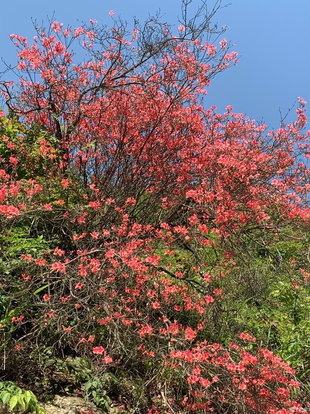 通山大幕山杜鹃花地址图片