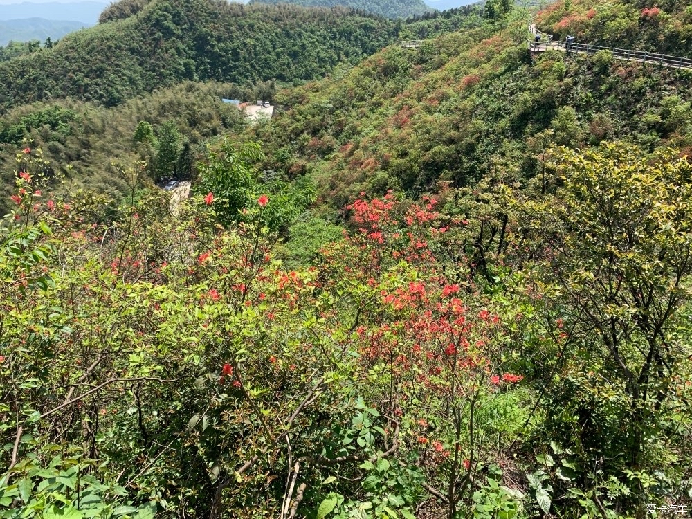 通山大幕山杜鹃花地址图片