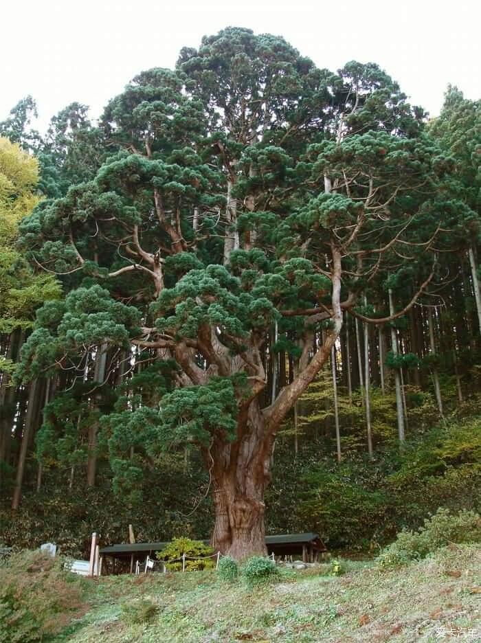 日本什么松树最贵图片图片