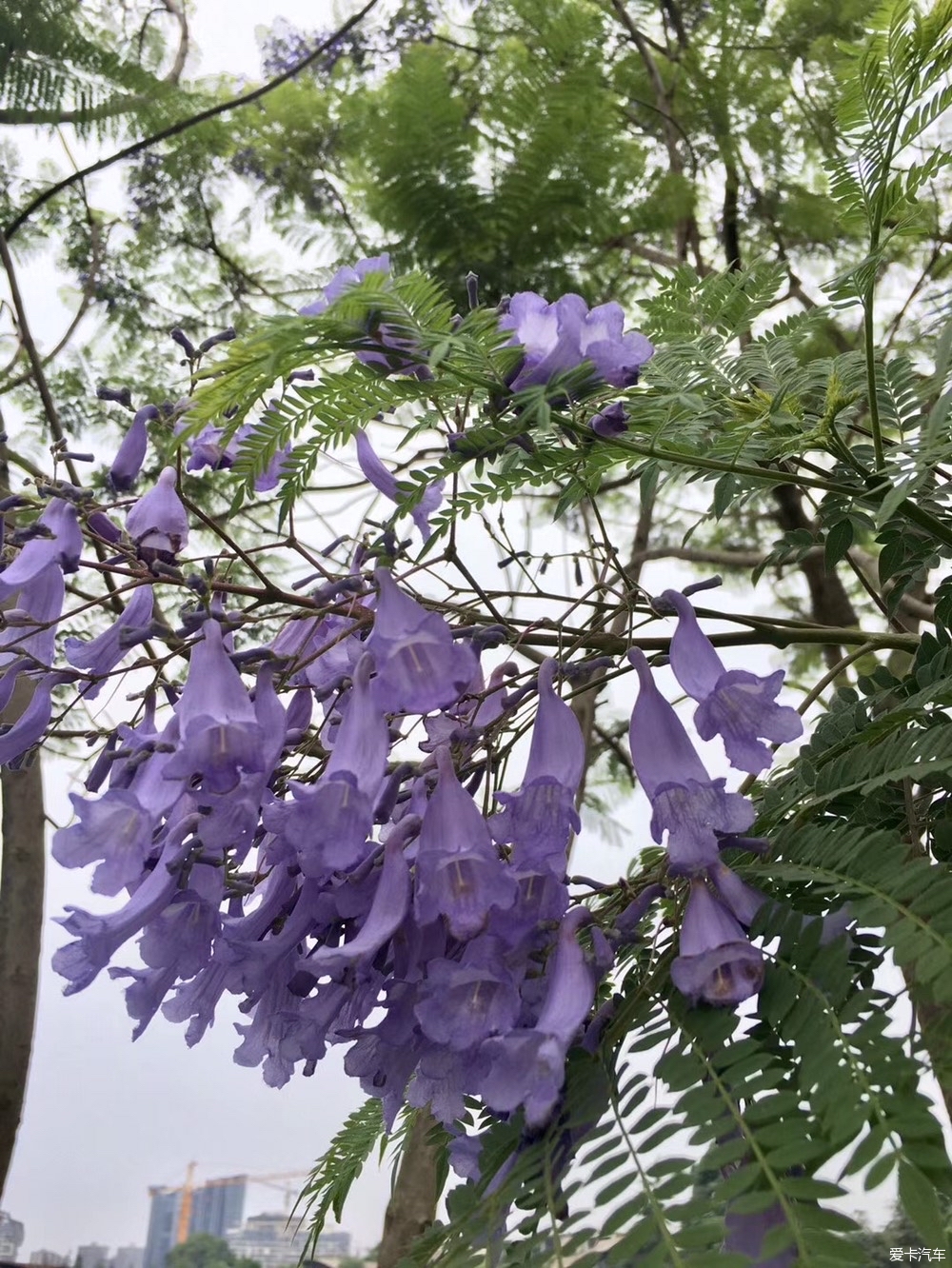 麓客岛绣球花图片