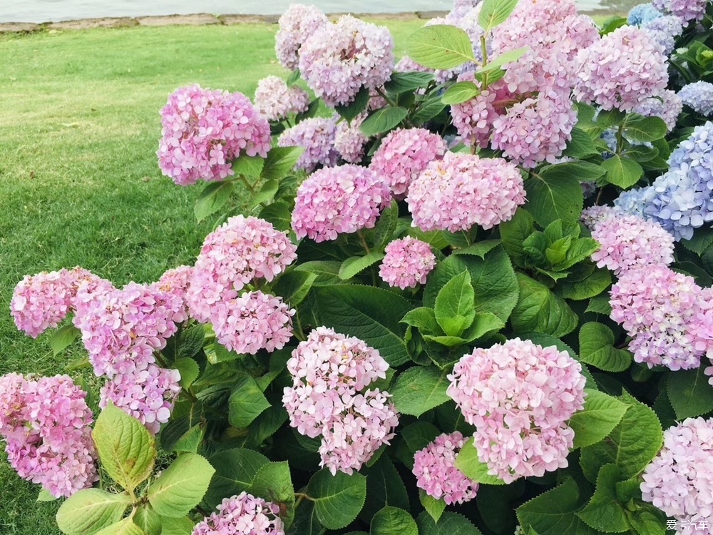 麓客岛绣球花图片