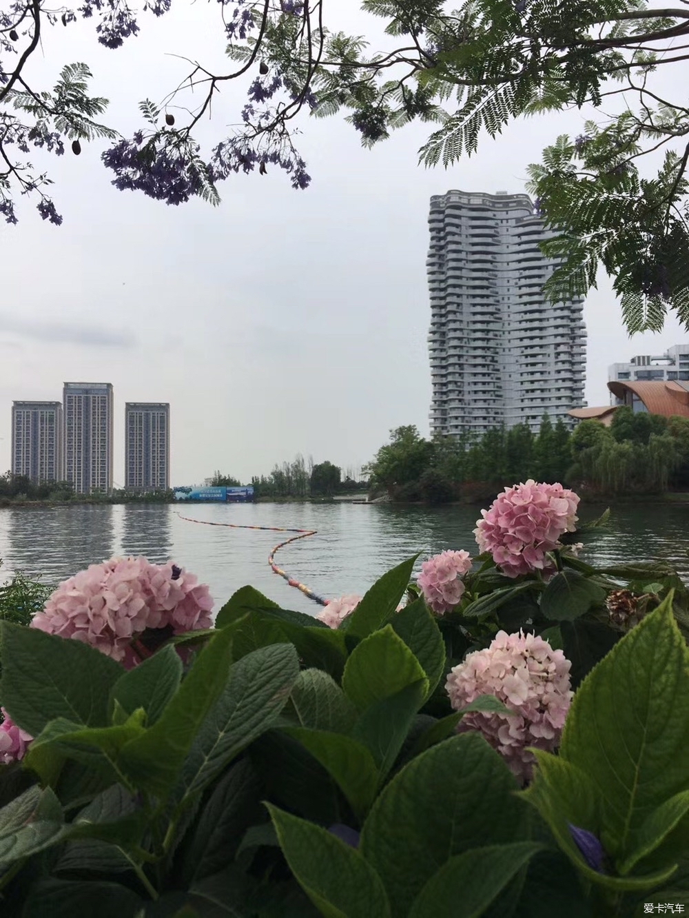 麓客岛绣球花图片