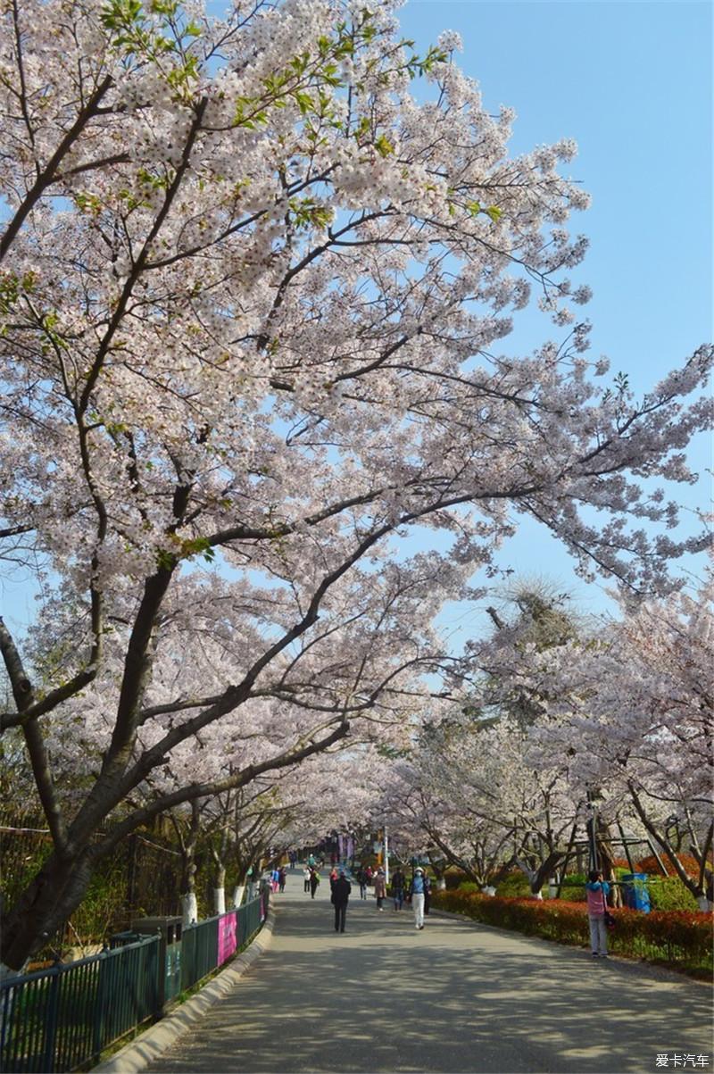 不负美好时光最美四月天赴青岛赏樱花