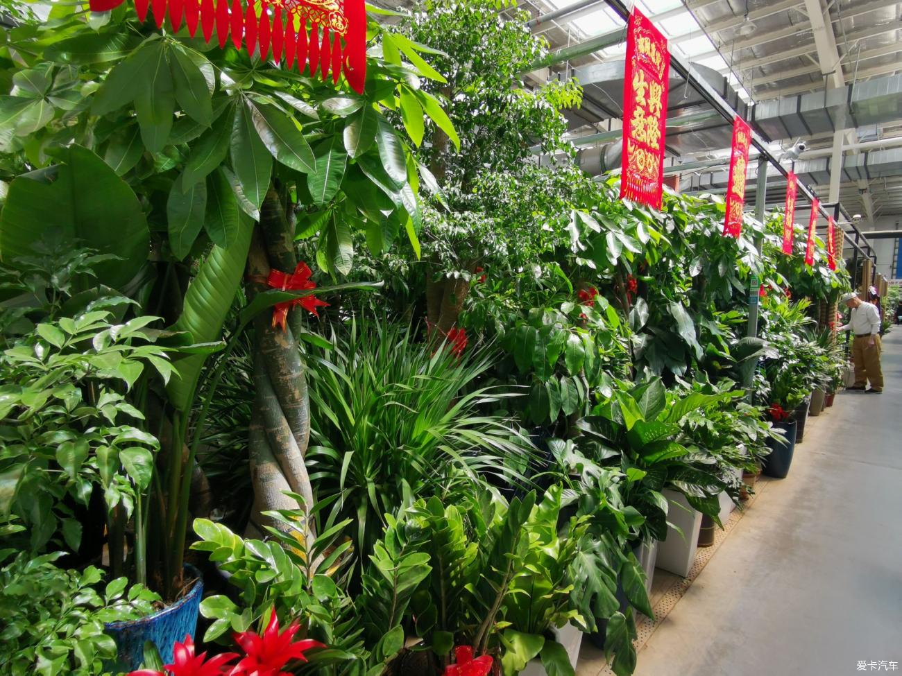 天津最大花卉市场图片