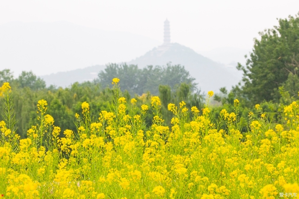 中坞公园油菜花