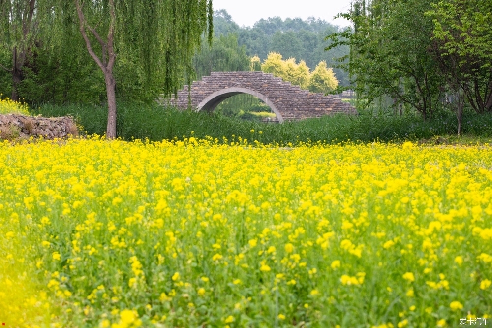 中坞公园油菜花