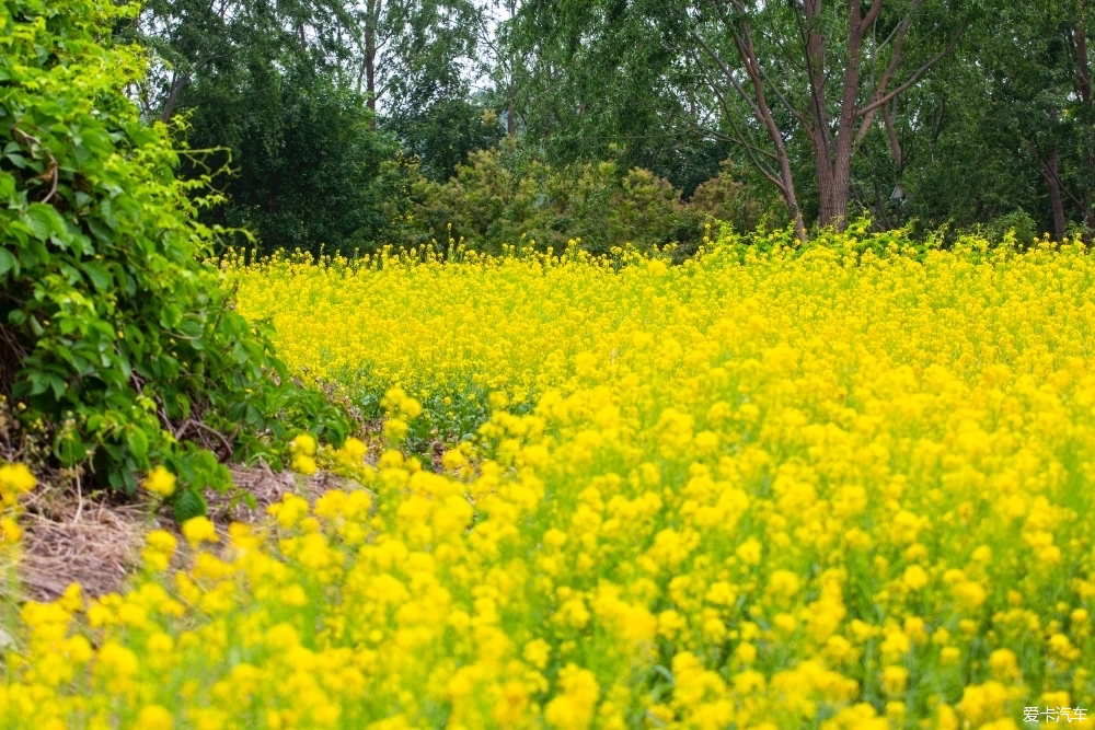 中坞公园油菜花