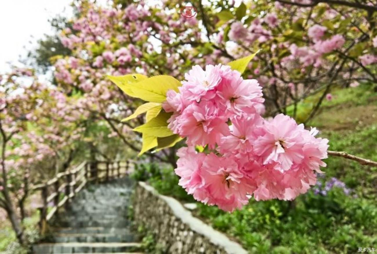 清凉寨樱花图片