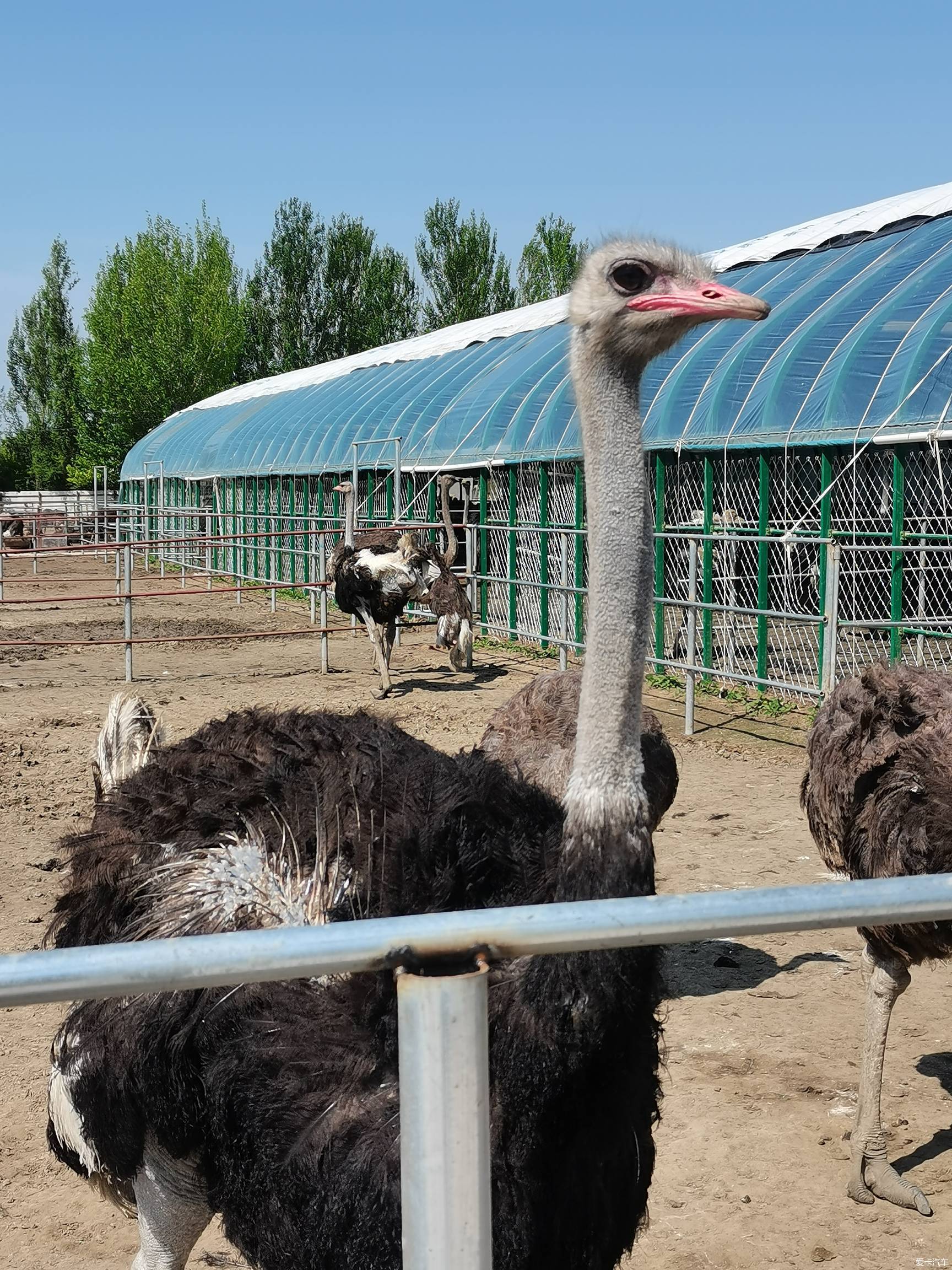 中国最大的鸵鸟养殖场图片