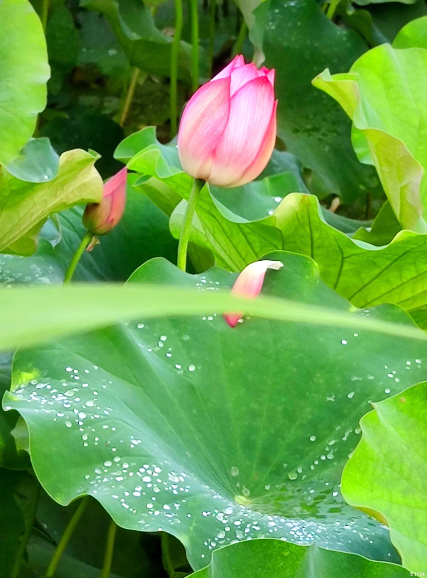 骤雨打新荷