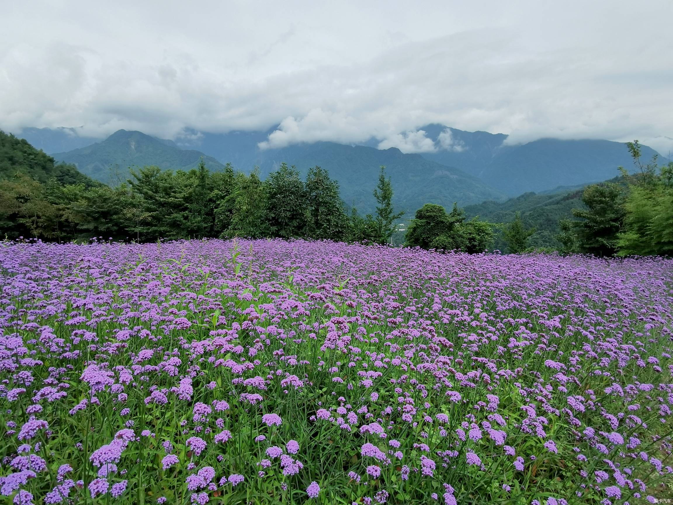 马久邑花海图片