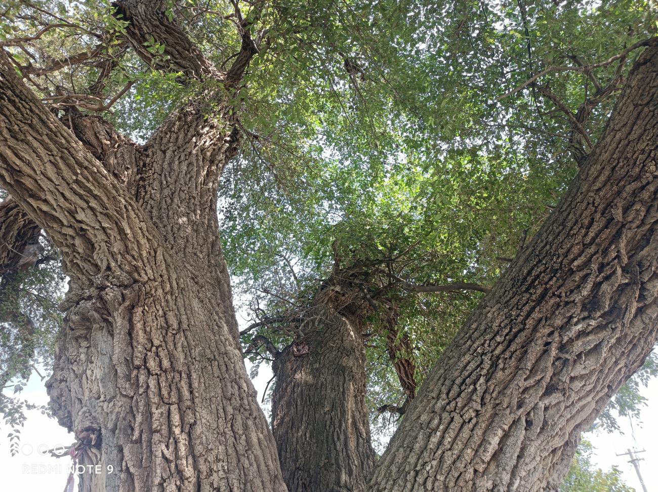 千年老榆树图片图片