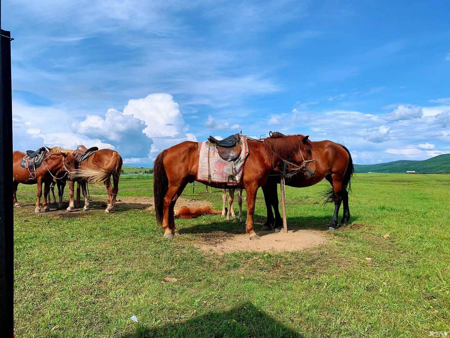 [Aika 19 Years Old] Traveling on the grassland, doing everything possible In Hulunbuir, Inner Mongolia